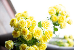 Vibrant roses for Rose Delivery Edmonton